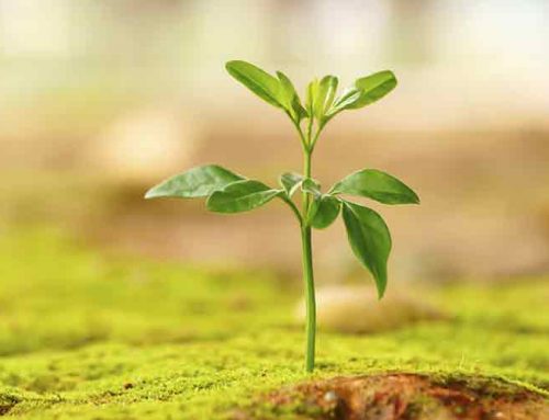 Finding A Way Forward: How I Am Greeting The New Year With Optimism